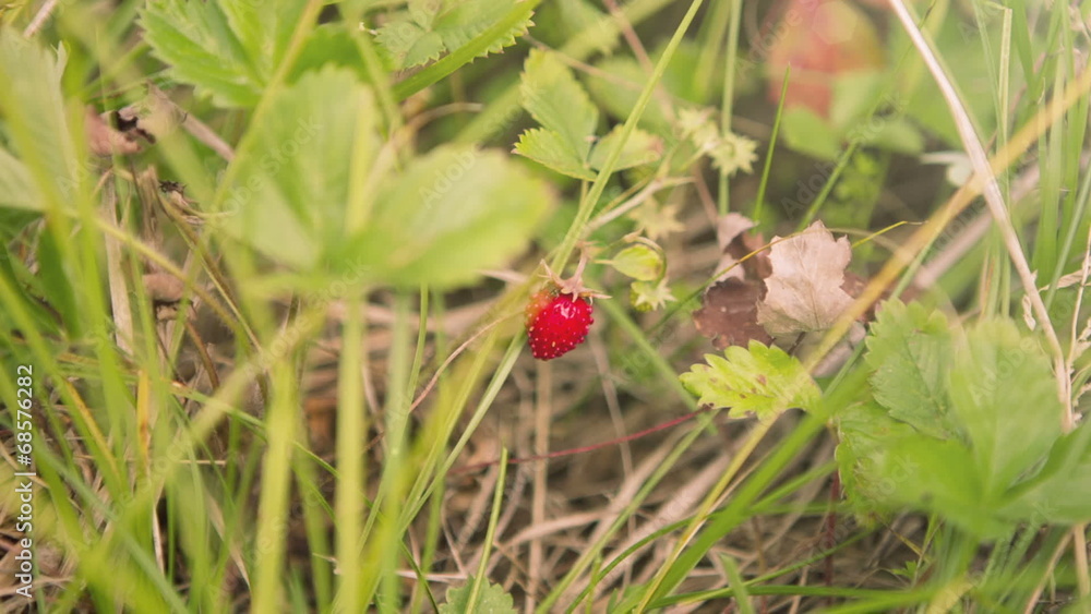 Zooming on Strawberry growing in the field. HD 1080. Zooming on Strawberry growing in the field. HD 1080.