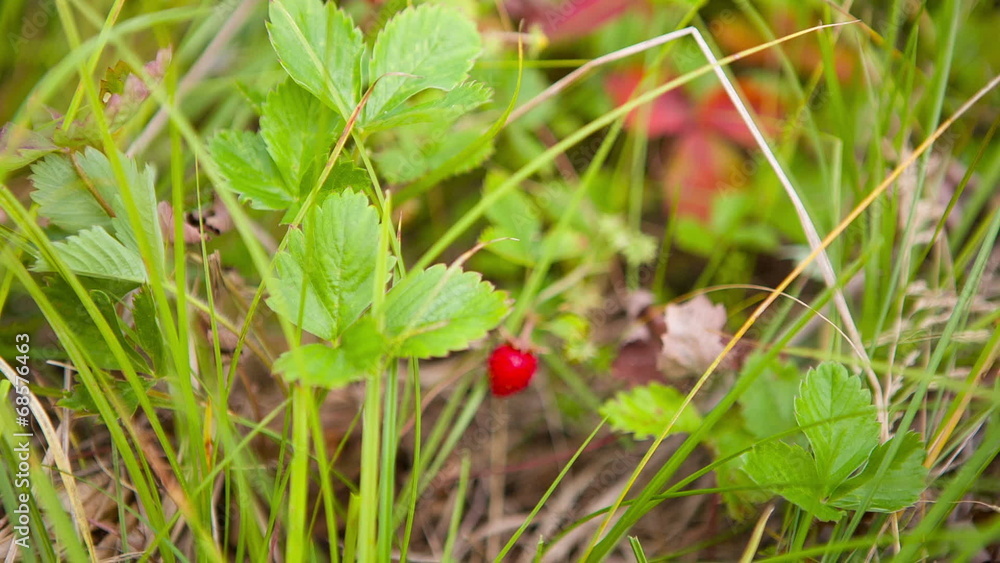Zooming on Strawberry in the grass. HD 1080. Zooming on Strawberry in the grass. HD 1080.