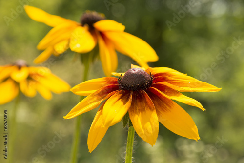 Yellow flower. Rudbeckia