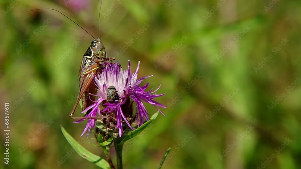 Grasshopper on purple thistle in the wind Grasshopper on purple thistle in the wind