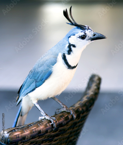 White-throated magpie-jay  Calocitta formosa 