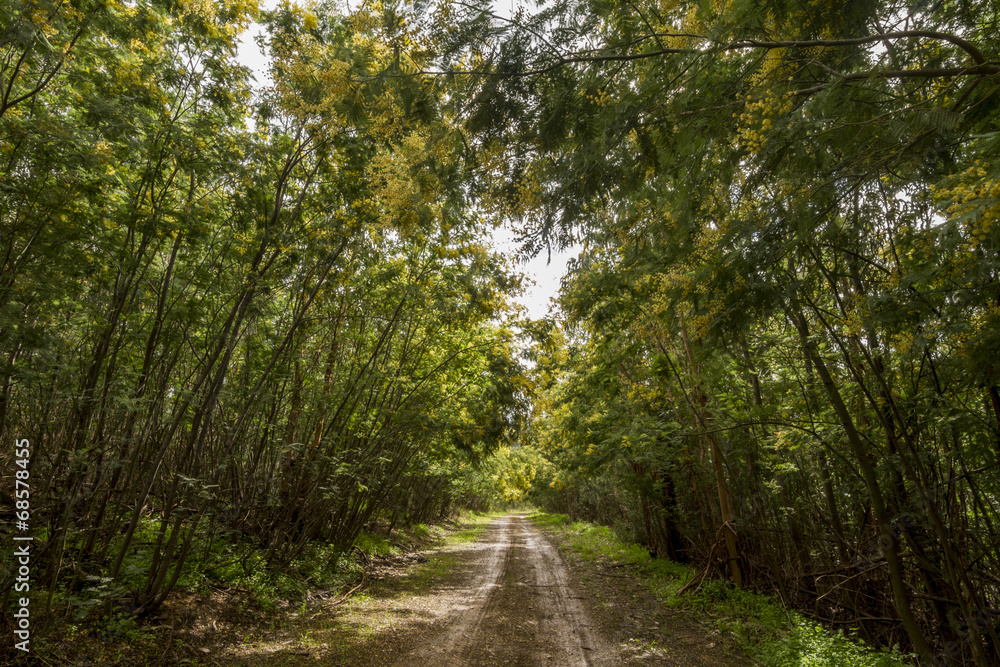 forest field with mimosa trees, with a cloudy sky. forest field with mimosa trees, with a cloudy sky.