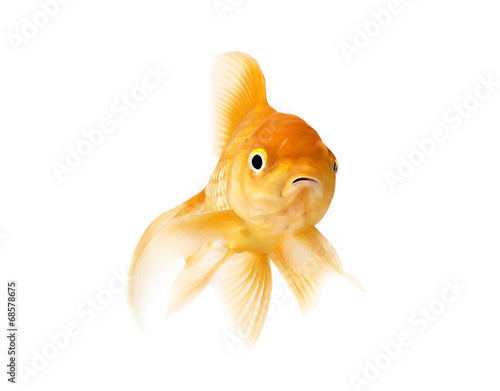 goldfish isolated on white