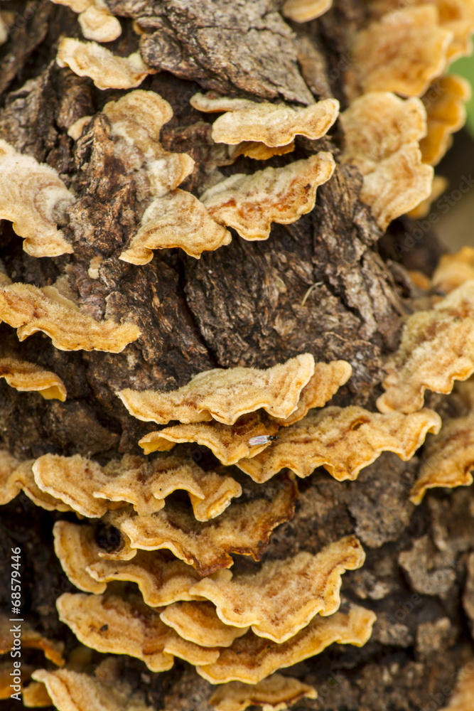 Close up view of a Turkey tail tree fungus.