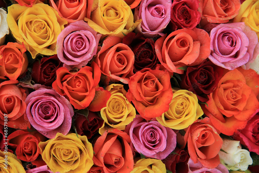 Fototapeta premium Wielobarwne róże ślubne