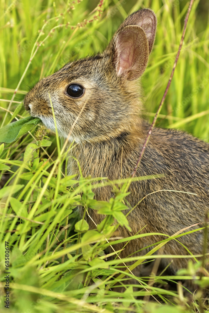 Fototapeta premium Rabbit
