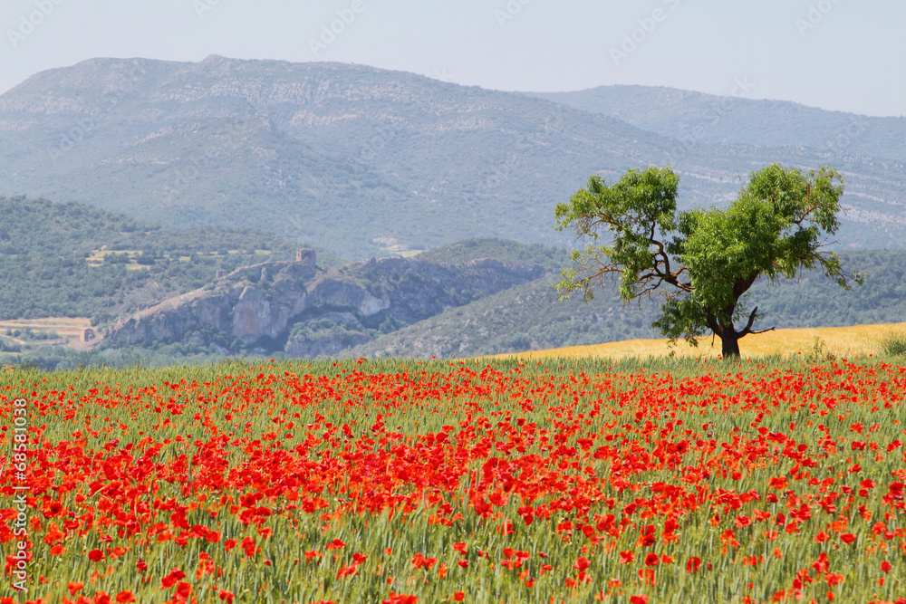 Fields of poppies with and almond tree in Catalonia, Spain