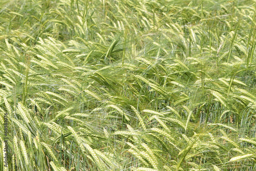 Field of barley Field of barley