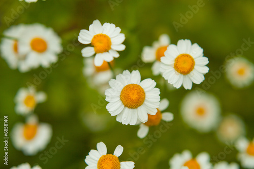 chamomile camomile flover herb photo