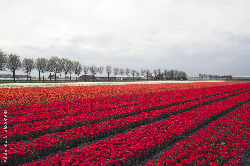 Red , orange and white tulips in the field.