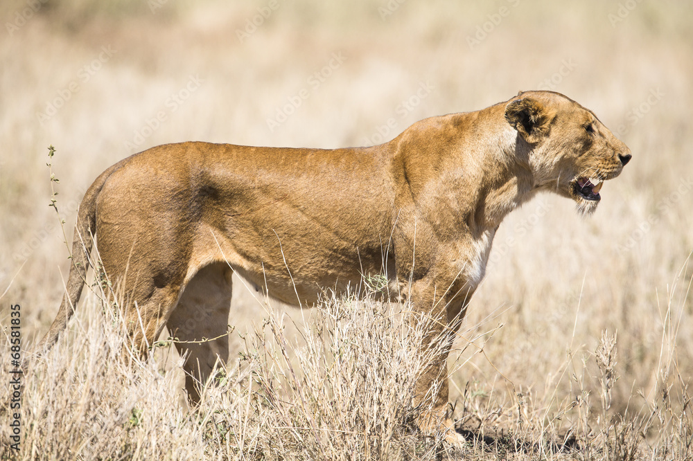 Wild lion looking after prey in Serengeti Wild lion looking after prey in Serengeti