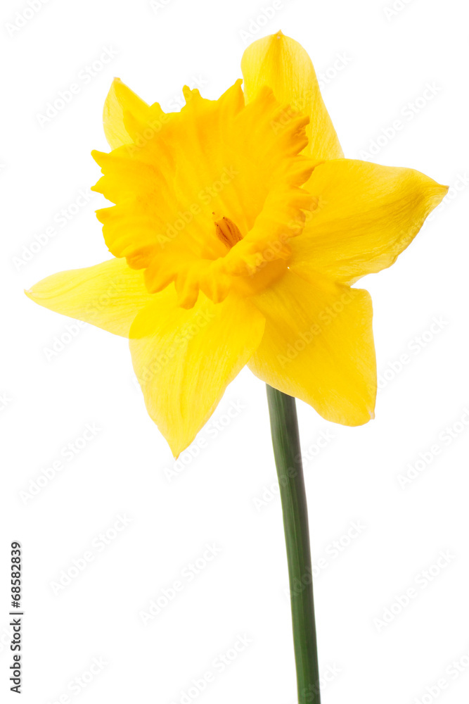 Fototapeta premium Daffodil flower or narcissus isolated on white background cutout