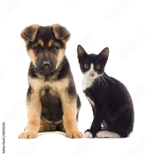 Fototapeta Naklejka Na Ścianę i Meble -  cat and dog