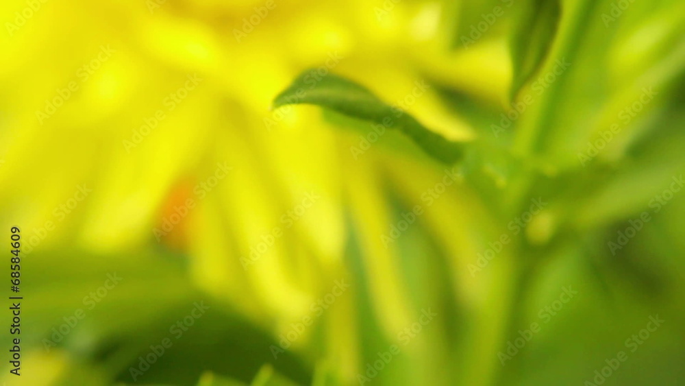 Blooming summer flower macro - slow motion ( 60 fps ) Blooming summer flower macro - slow motion ( 60 fps )