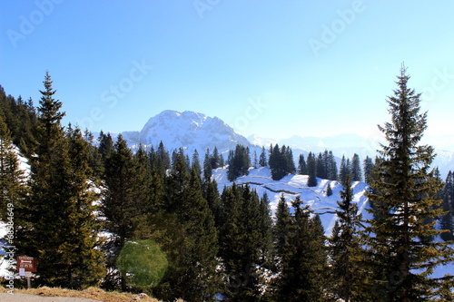 Tannen und Berge im Allgäu