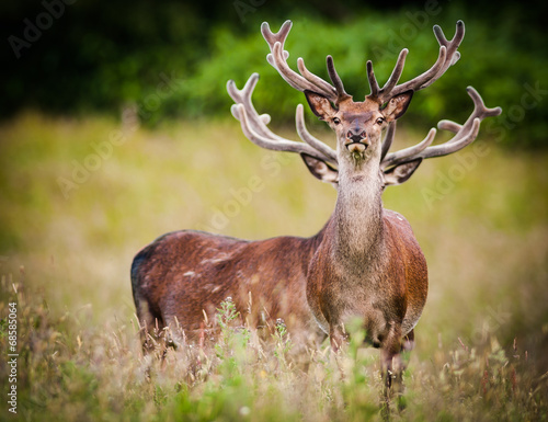 adult red deer stags in a field