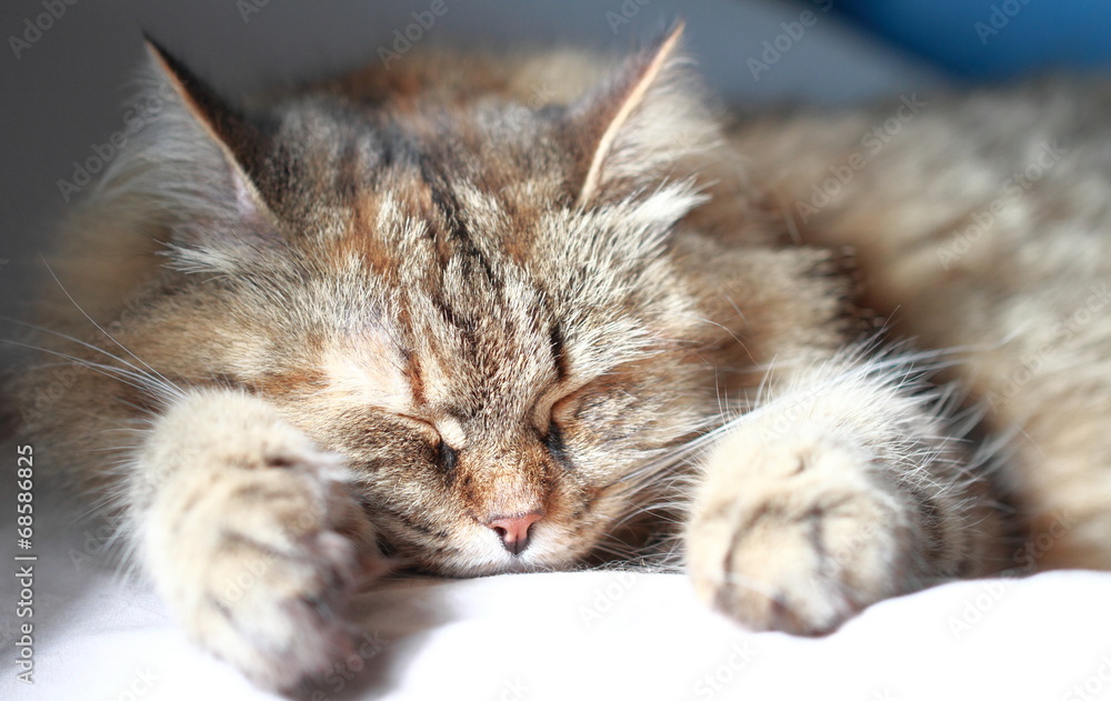sweet dreams for a tender cat, brown version of siberian breed sweet dreams for a tender cat, brown version of siberian breed
