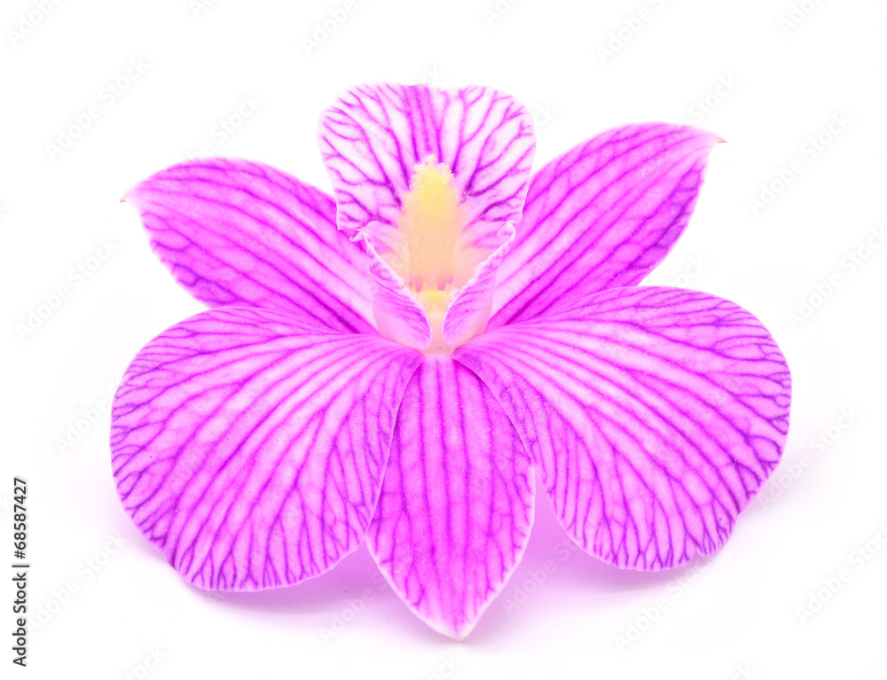 Fototapeta premium Orchid