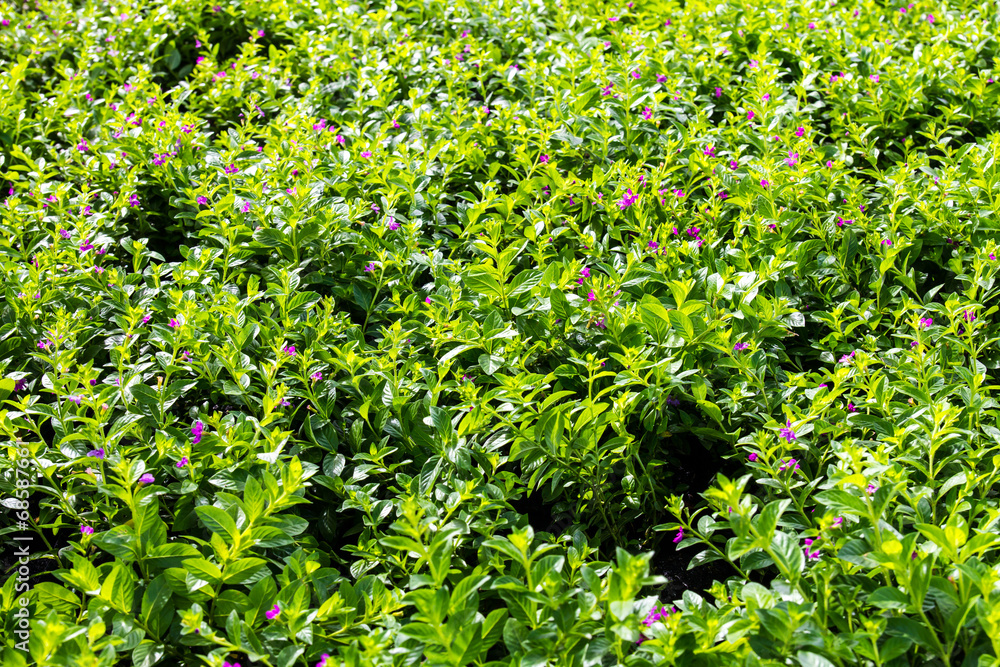 Background of small purple flowers are blooming beautifully