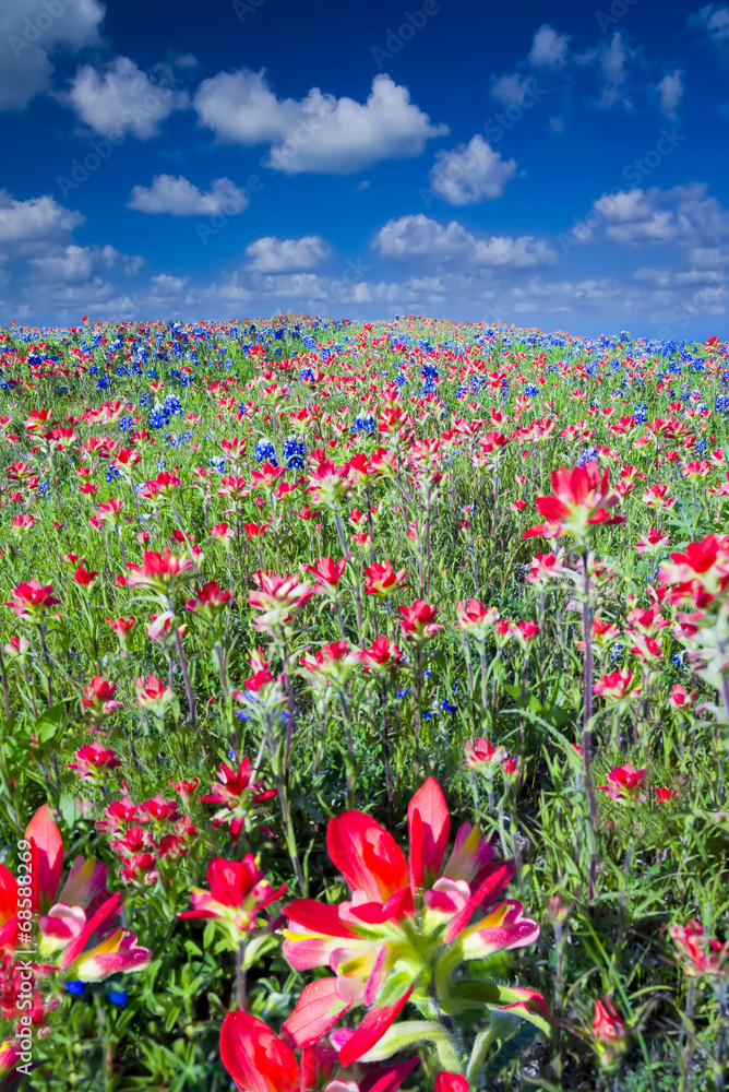 Field of Bluebonnets and Indian Paintbrush Wildflowers Field of Bluebonnets and Indian Paintbrush Wildflowers