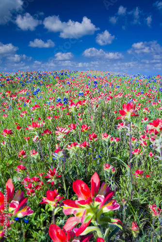 Field of Bluebonnets and Indian Paintbrush Wildflowers