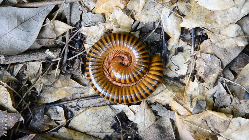 Millipede on the leaves in the rainforest. HD Millipede on the leaves in the rainforest. HD