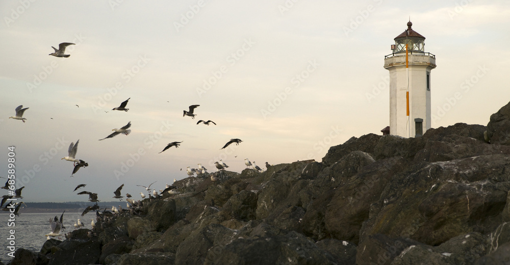 Seagulls Fly Shorebirds Rock Barrier Point Wilson Lighthouse