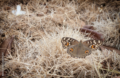 butterfly on hay