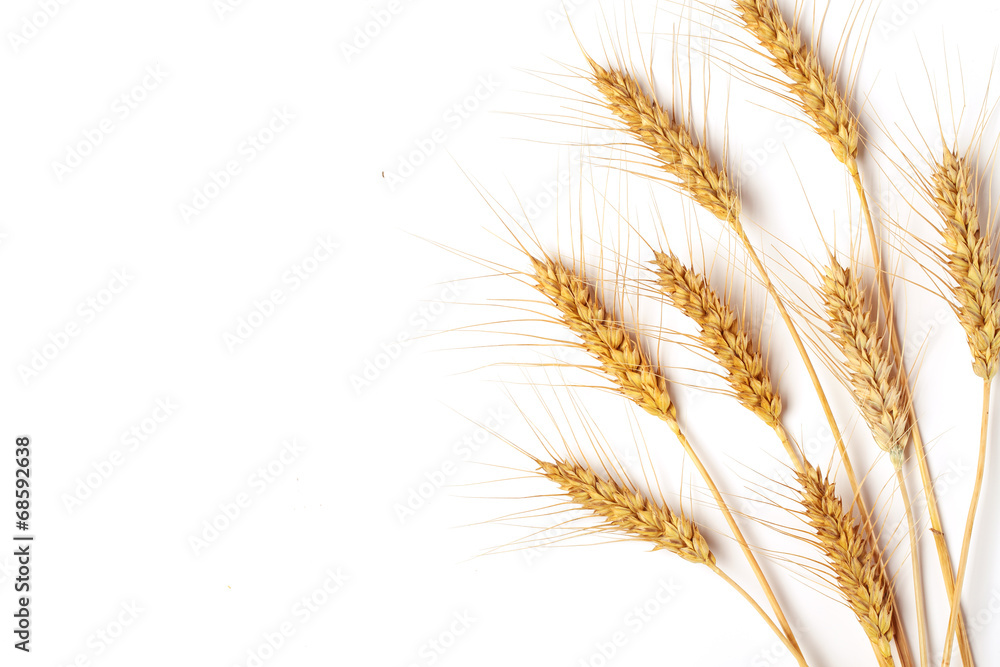 Wheat ears Wheat ears