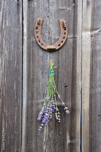 Fototapeta Naklejka Na Ścianę i Meble -  bunch of lavender hanging old wooden wall and rusty horseshoe