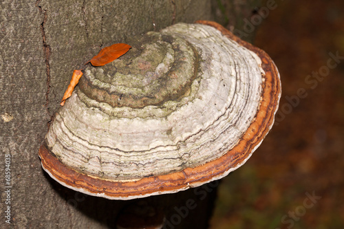Closeup of tinder fungus on tree trunk © wjarek