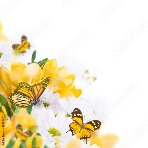 Fototapeta Naklejka Na Ścianę i Meble -  Spring yellow primrose and butterfly, floral background