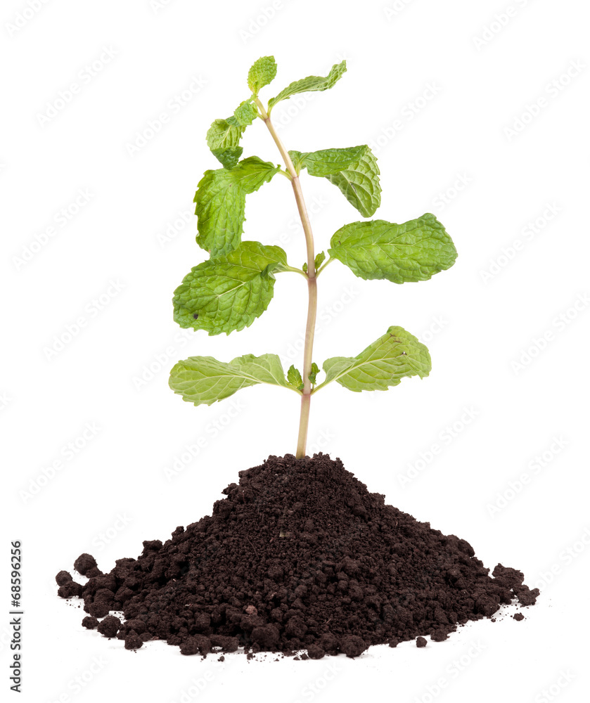 Organic Mint Herb Isolated Organic Mint Herb Isolated