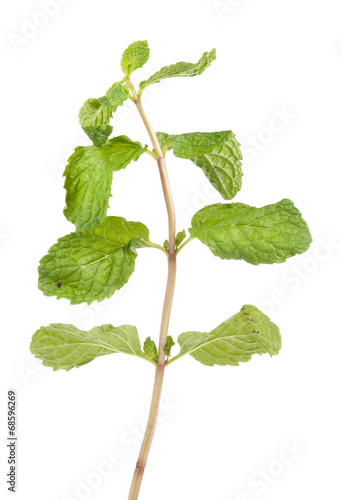 Organic Mint Herb Isolated