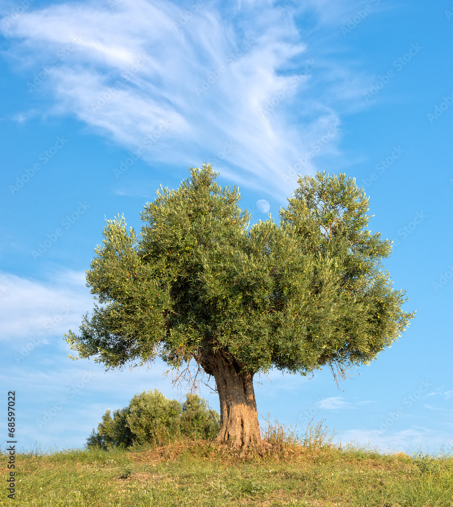 Obraz premium Tree and Moon