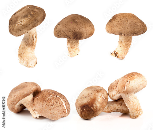 Set of images with mushrooms on white background