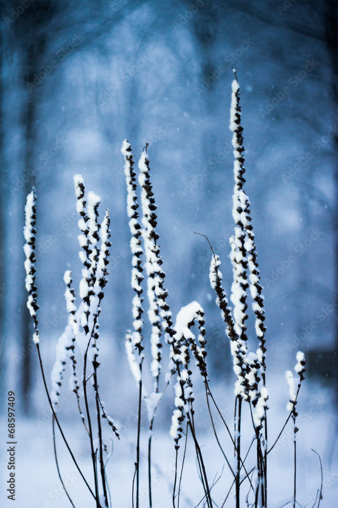 Fototapeta premium Winter scene with snowed plants