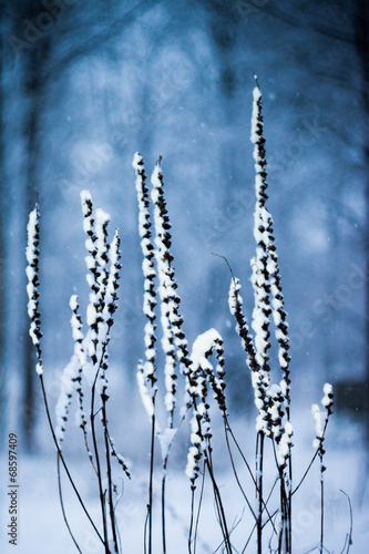 Winter scene with snowed plants