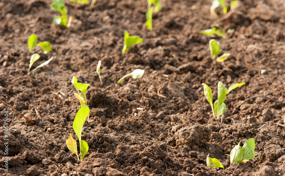 Crops planted in rich soil get ripe under the sun fast Crops planted in rich soil get ripe under the sun fast