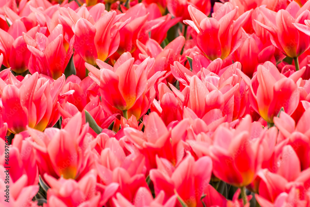 Red Spring Background Red Spring Background