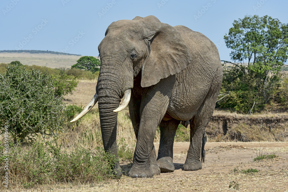 Obraz premium Kenia-Elefant-19567