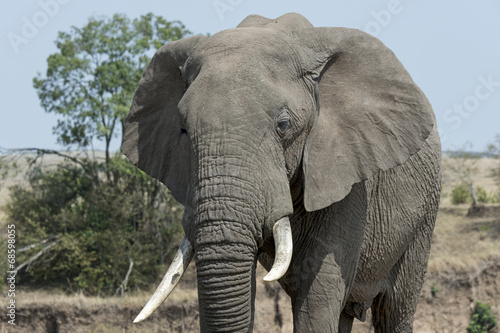 Kenia-Elefant-19573