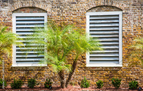 Palm and Two White Windows
