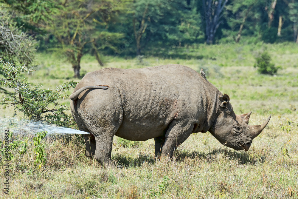 Kenia-Nashorn-19050 Kenia-Nashorn-19050