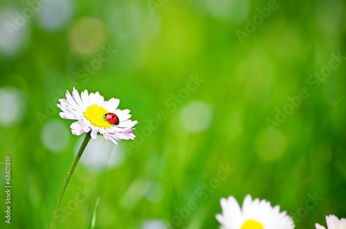 Fototapeta Naklejka Na Ścianę i Meble -  Gänseblümchen