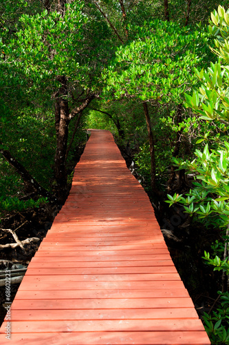 Wood Boardwalks mangrove forest © showcake