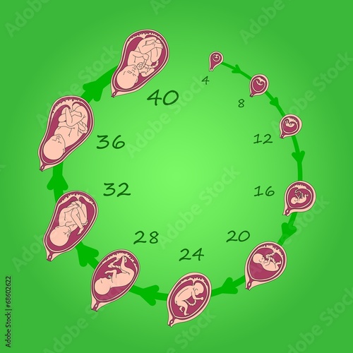 Growth of a human fetus in weeks