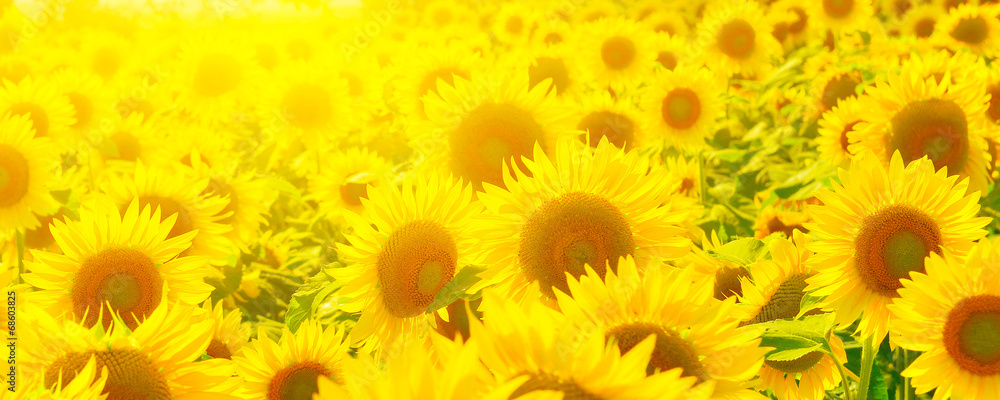 Naklejka premium Sunflowers