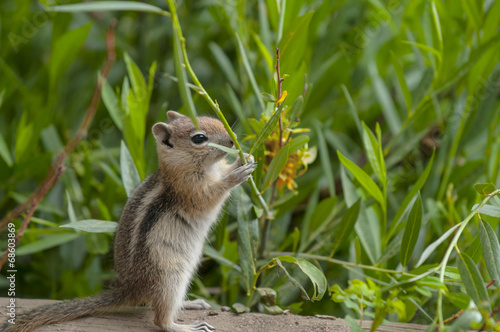 Cute little Chipmunk © Krzysztof Wiktor