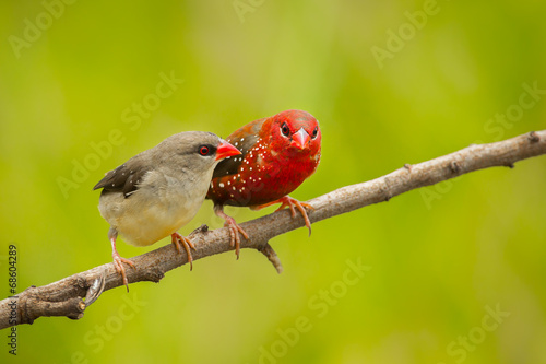 Sweet couple Red Avadavat on the branch